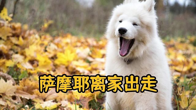 萨摩耶走丢到消防队蹭吃,主人来找转头就走