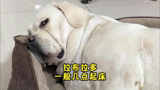 拉布拉多一般几点起床？看它的性格！