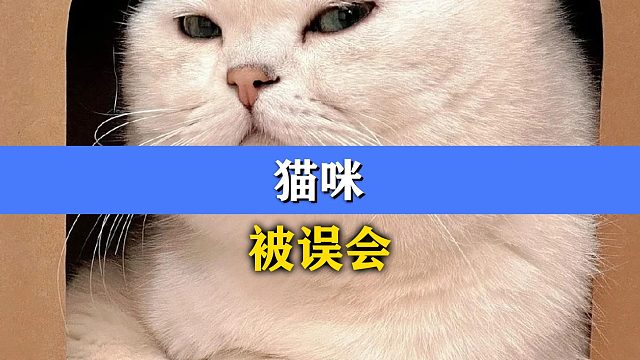 猫咪不会说话，但是有时候真的想报警