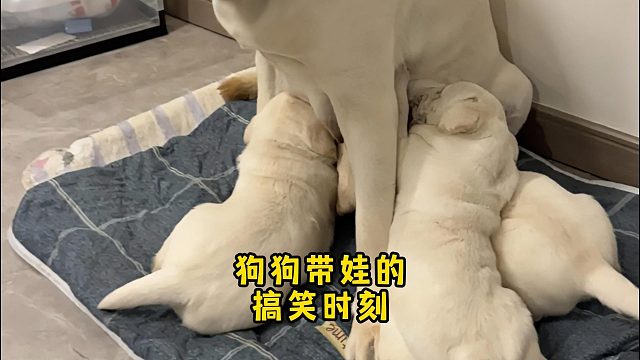 哪有带孩子不崩溃的，狗子带娃也不例外。