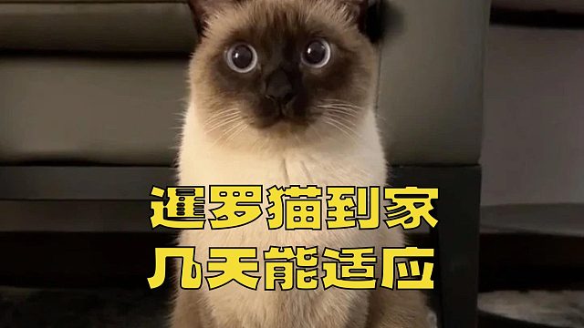 暹罗猫新主必读：它几天能适应新家？