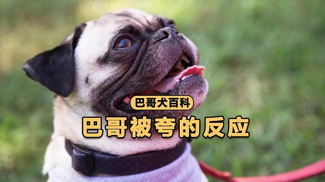 巴哥被夸是什么反应呢？一脸的小骄傲！