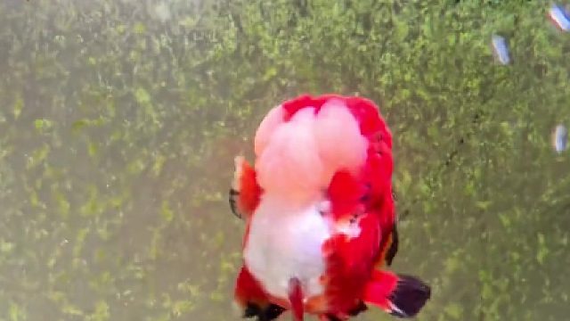 好嘚瑟呀！好想送它去上班