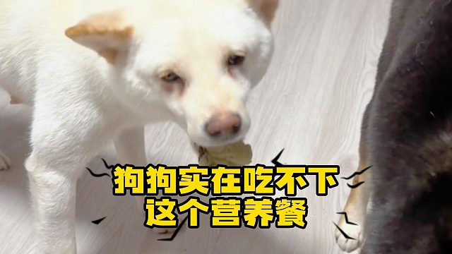这个营养餐，狗都不吃！