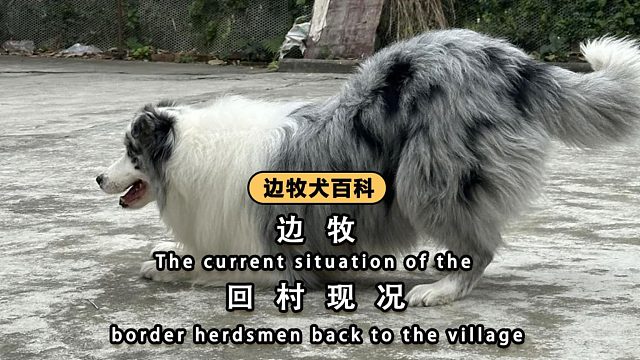 回村后的边牧，会发生什么故事呢？