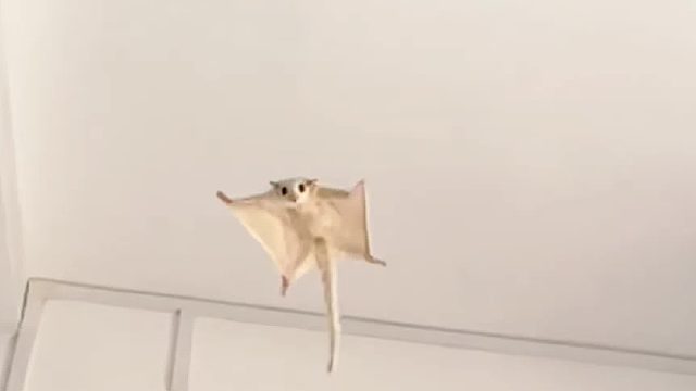 谁家混沌皮跑了