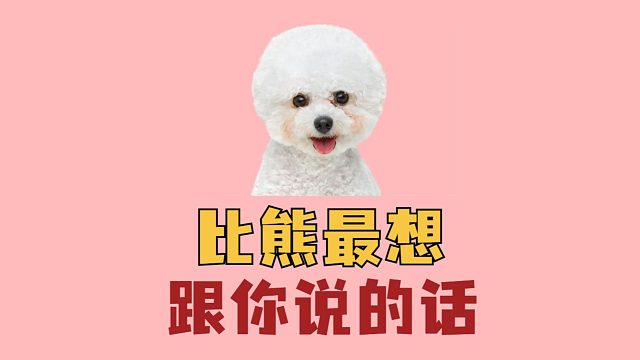 比熊憋了半辈子的6句心里话，句句扎心窝子