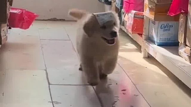 我这么可爱这么能干，还不来接我，我可就要升职快递站长了！