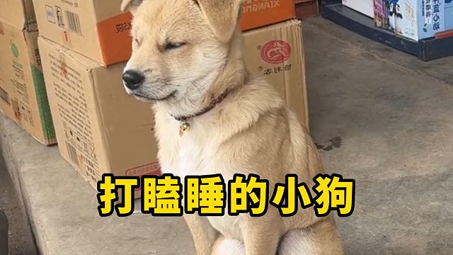 打瞌睡的小狗，就这样倒下了