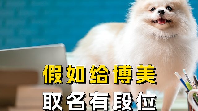 你家博美名字在哪个等级？速来对号入座