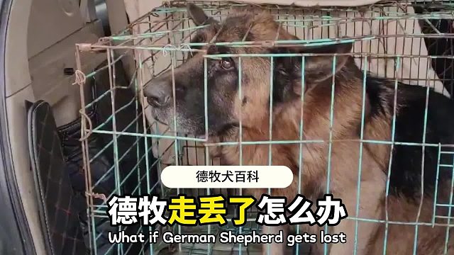 德牧丢了怎么找最有效？6个步骤教给你！
