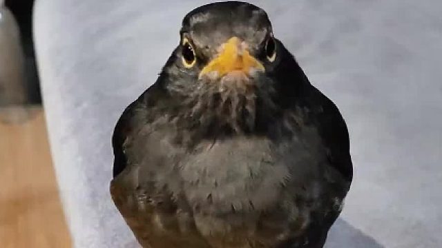 这是哪里飞来一只小鸟，呆呆的站在这里，还是一条腿站着，不怕人…