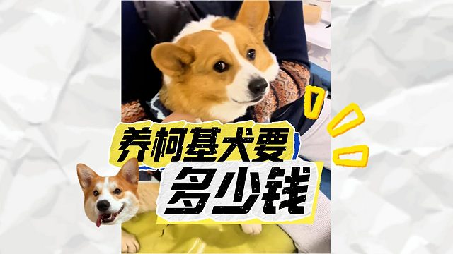 养柯基犬一个月要多少钱？一起来算算！