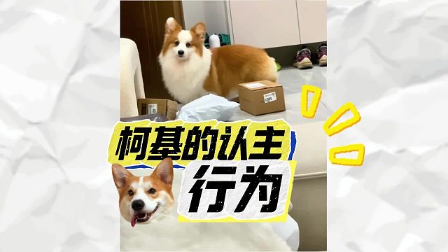 柯基有这些行为，才算把你当主人了