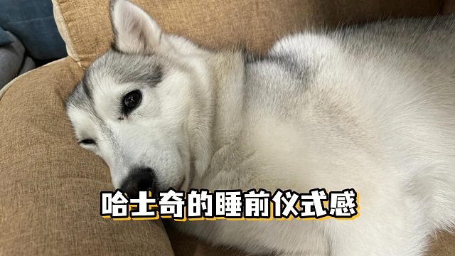 哈士奇这些睡前行为，你都见过吗？