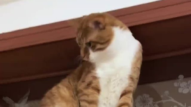 笑舍了，在上面伸展不开，挠痒痒够不着，急躁滴那头囊