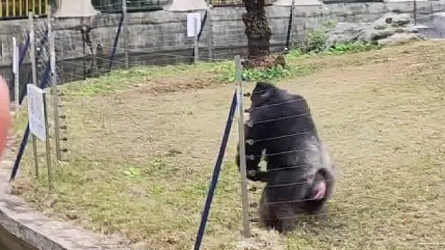 果然没让我失望，光看丢那猩这票就值了