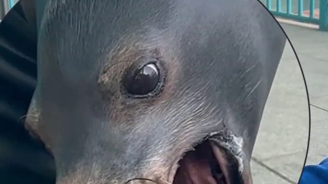 以前怎么没发现你这么戏精呢？