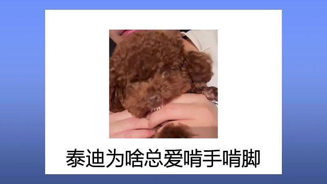 你家泰迪为啥总爱啃手啃脚？真相太扎心！