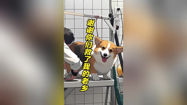 柯基：谢谢你们救了我的老乡