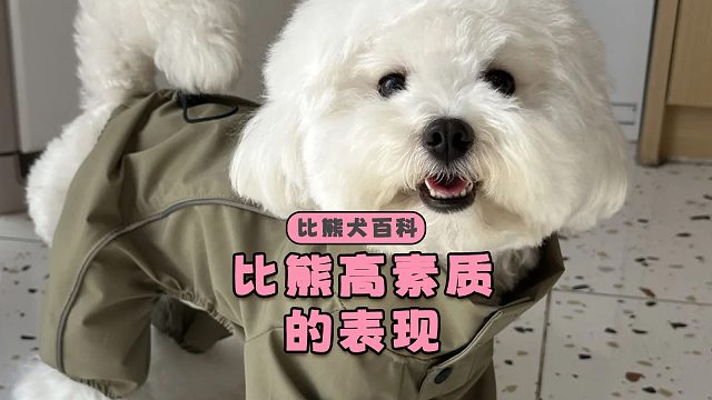 有素质的比熊会有哪些表现呢？主人养得真好