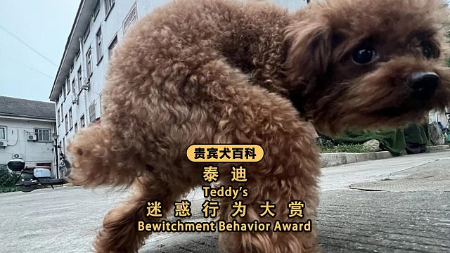 泰迪迷惑行为大赏！这些操作我真的看不懂！
