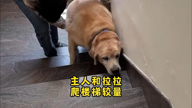 主人叫成这样，还以为后面有鬼在追拉布拉多