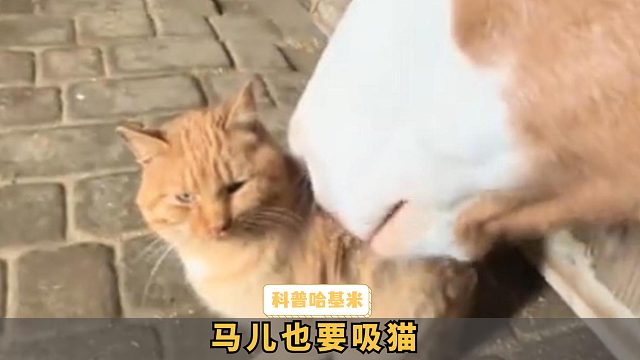 马儿也喜欢撸猫，真怕给它嗦成芒果核了