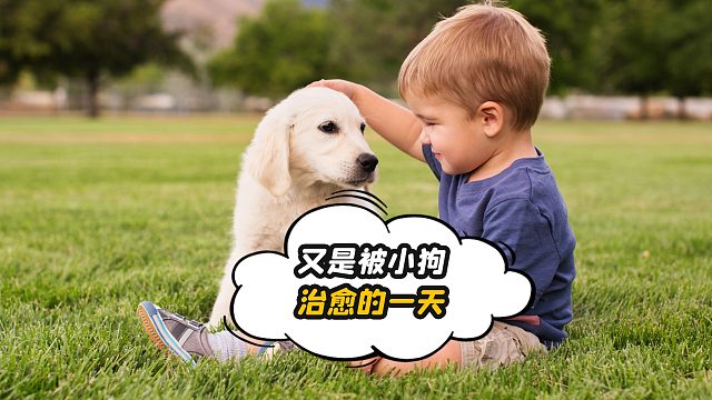 小狗们，正在治愈你一天的坏心情