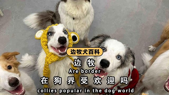 边牧，连路过的狗都忍不住多看两眼！