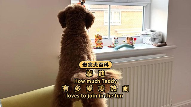 泰迪：吃瓜我是专业的，绝不落下一场热闹！