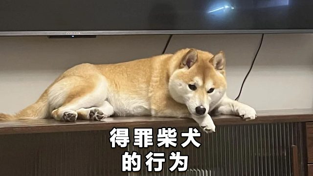 得罪柴犬的行为有哪些？看看你有没有踩雷