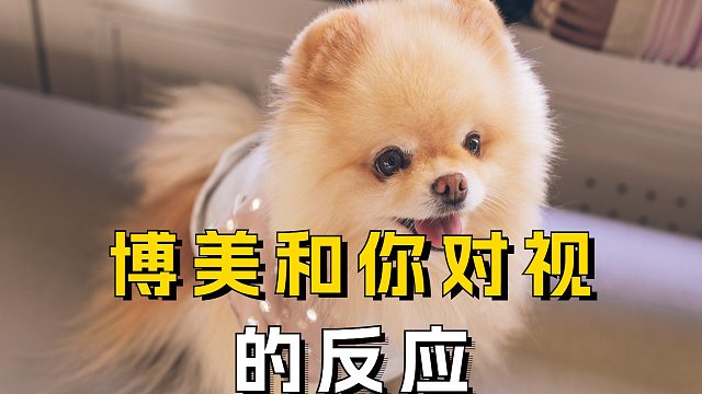 当你和狗狗对视，会出现哪些反应呢？