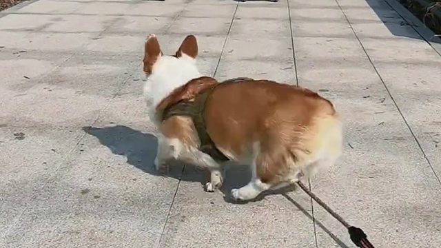 飞毛小短腿又来啦，敢于跟边牧比速度，哈哈