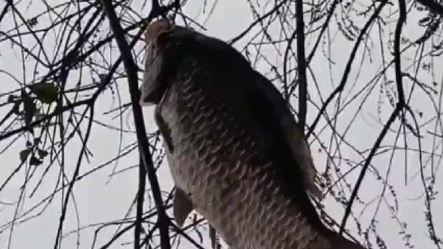 钓鱼的乐趣只有钓鱼人懂