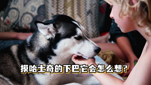 摸哈士奇的下巴 = 触发快乐开关？