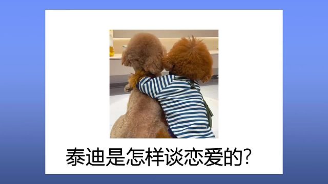 泰迪恋爱骚操作盘点，看完直呼内行！