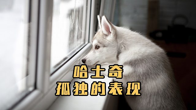 哈士奇有这些表现，说明它需要你的陪伴！