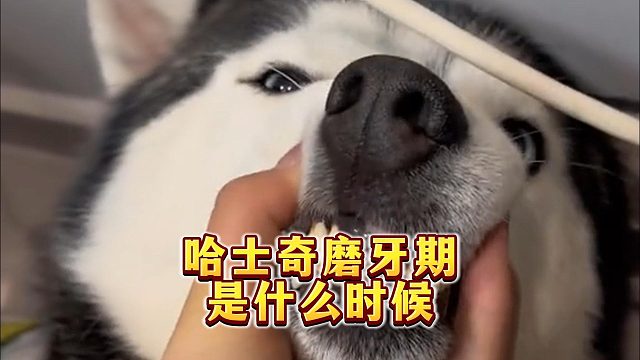 哈士奇磨牙期那些事，你知道多少