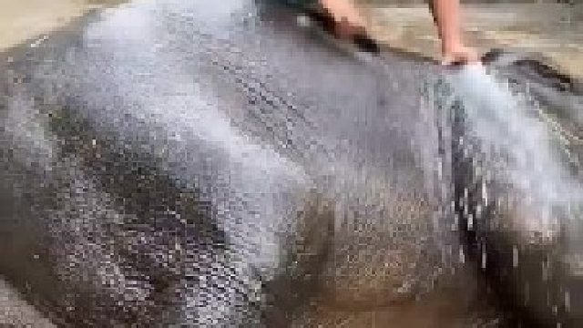 这只大象真是太幸福了