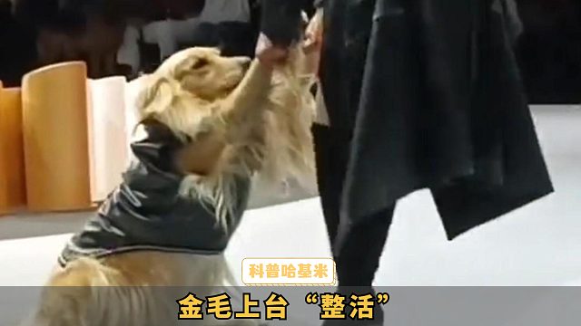 宠物时装周，金毛上台“整活”了