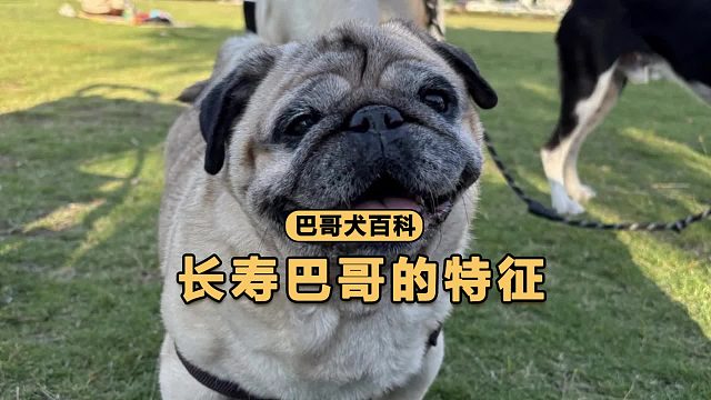 长寿巴哥的特征，希望你家狗都有！
