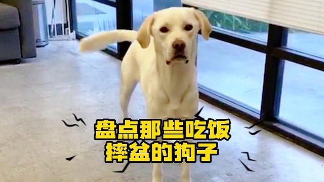 狗：碗有多响，你就得给我放多少饭！