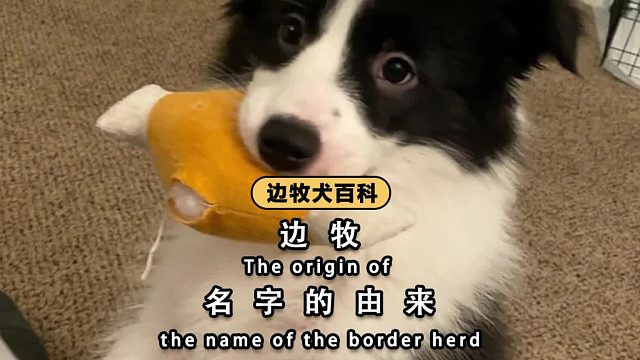 边牧名字的由来，90%的人都不知道！