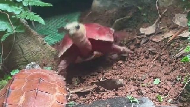 一日不见如隔三秋