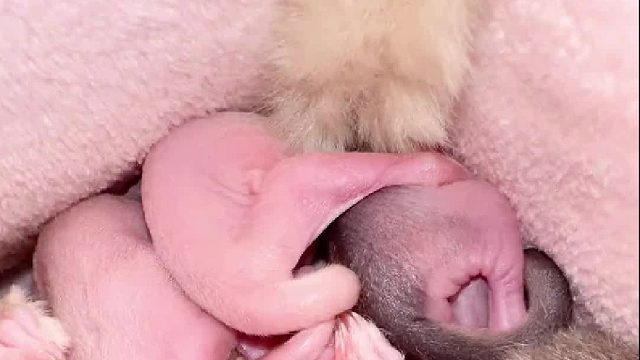 今日份出袋两只纯白妹妹两只普蜜妹妹