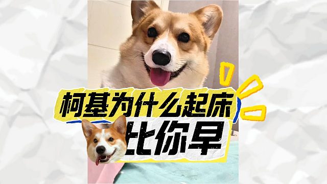 柯基天不亮就醒，它怎么就这么精神呢？