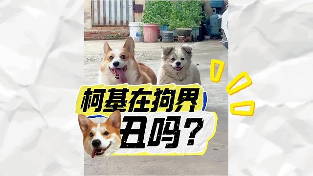 柯基的颜值，在狗界能“打”吗？