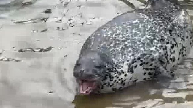 来品一品海豹的叫声