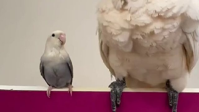 嘿嘿 不小心踩到牡丹小老弟